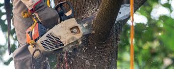 Best Grass Overseeding  in Bessemer, AL